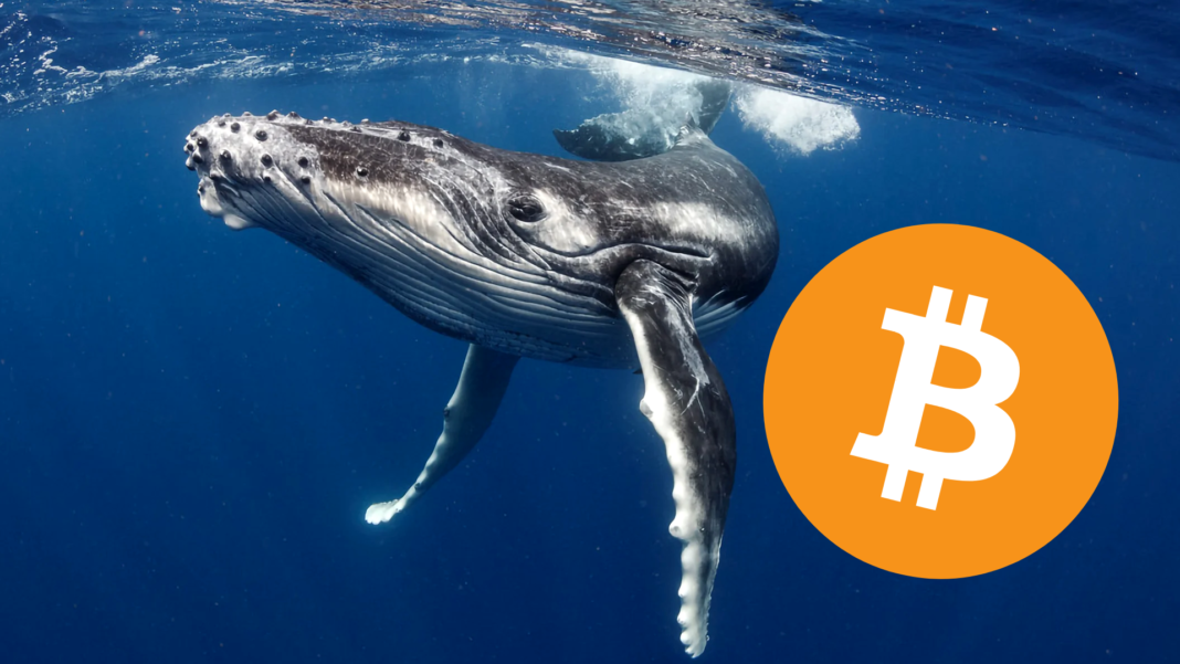 Bitcoin whales