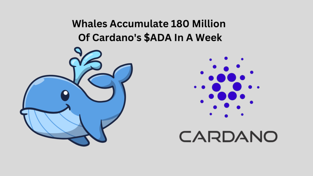 Whales Accumulate 180 Million Of Cardano's $ADA In A Week